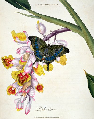 Butterfly: Papilo Crino, pub. by the artist, 1798 by Edward Donovan